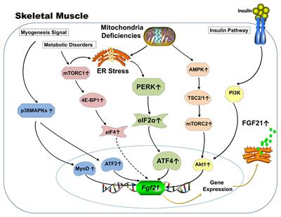 Skeletal Muscle and Bone – Emerging Targets of Fibroblast Growth Factor-21
